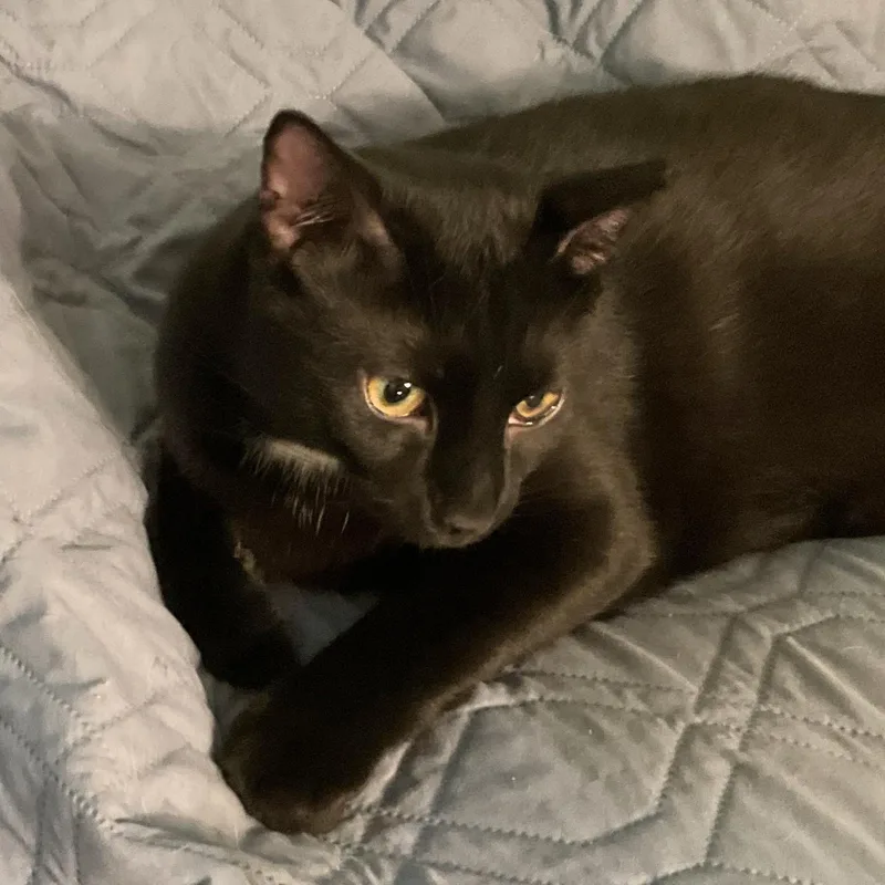 Capt. Jack Sparrow thumbnail 3