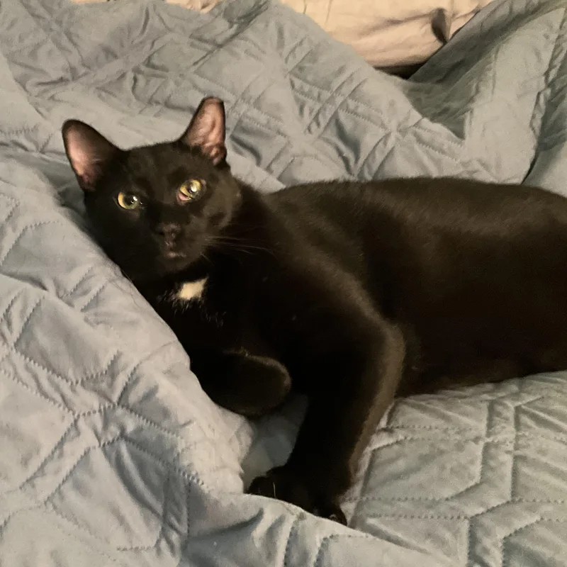 Capt. Jack Sparrow thumbnail 4