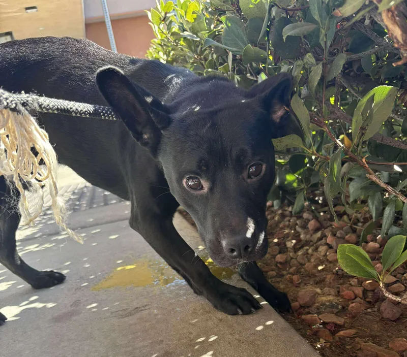 A young medium-sized female Black French Bulldog dog named Brie for adoption in Ventura, CA