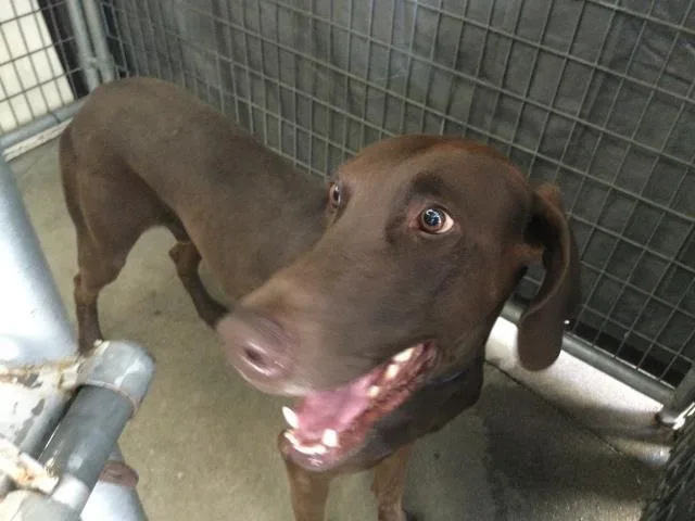 An adult large-sized male Doberman Pinscher dog named Scooby for adoption in Riverside, CA