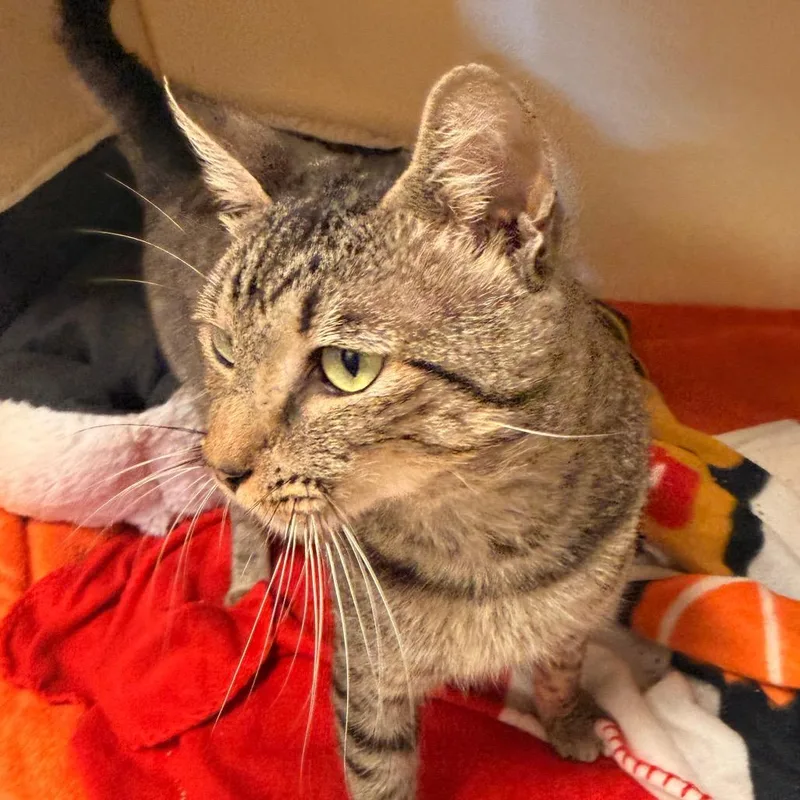 A young medium-sized male Brown / Chocolate Domestic Short Hair cat named Diego for adoption in South Elgin, IL