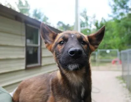 Ironwolf thumbnail 2