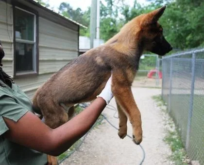 Ironwolf thumbnail 3