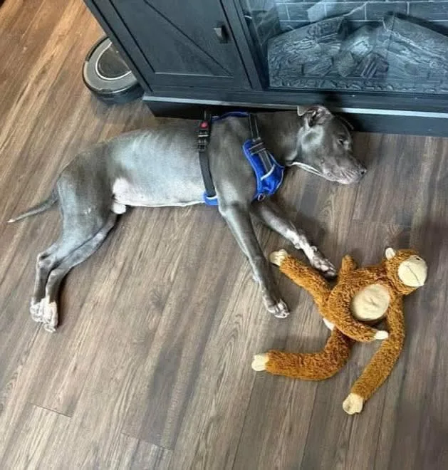 Willie  Gorgeous Athlete!! thumbnail 4