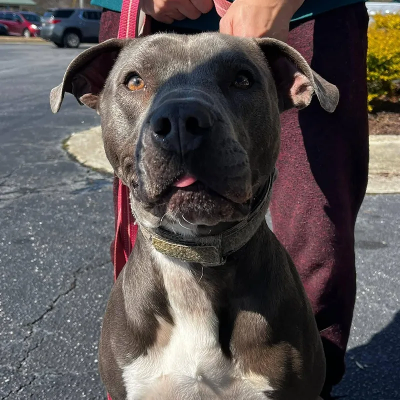 Willie  Gorgeous Athlete!! thumbnail 6