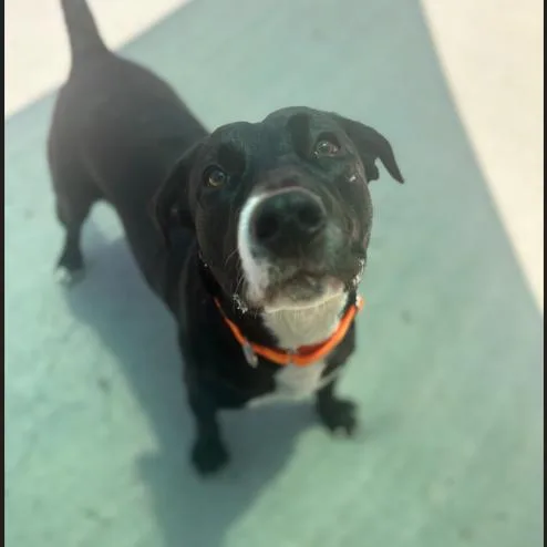 A young medium-sized male Black Mixed Breed dog named Honky Tonk for adoption in Winston-Salem, NC