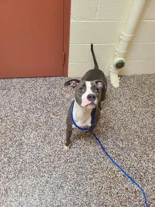 A young medium-sized female Pit Bull Terrier dog named Sparkle Splash for adoption in Westland, MI