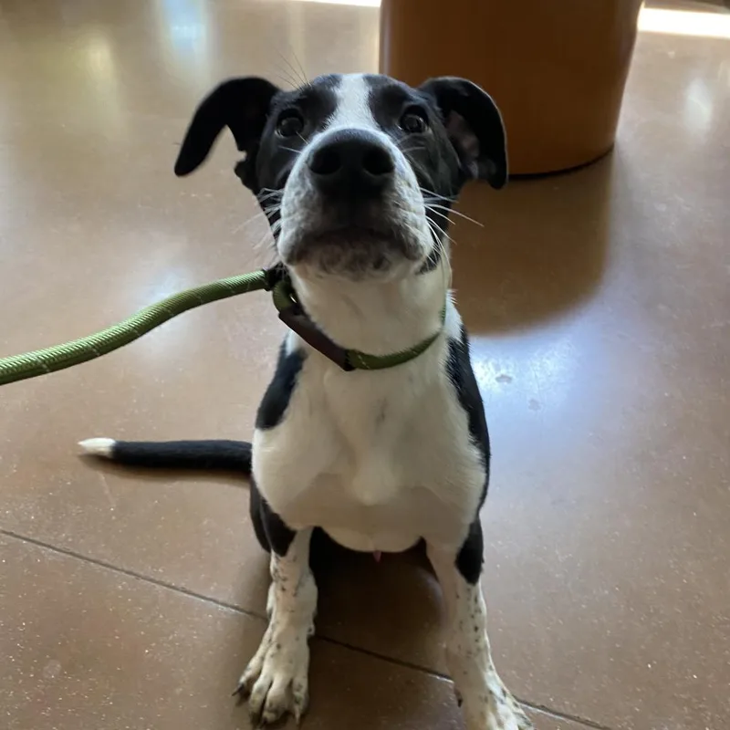 A baby medium-sized male Pit Bull Terrier dog named Percy for adoption in Lynchburg, VA