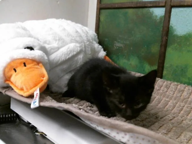 A baby small-sized female Domestic Short Hair cat named Rosie for adoption in Houston, TX