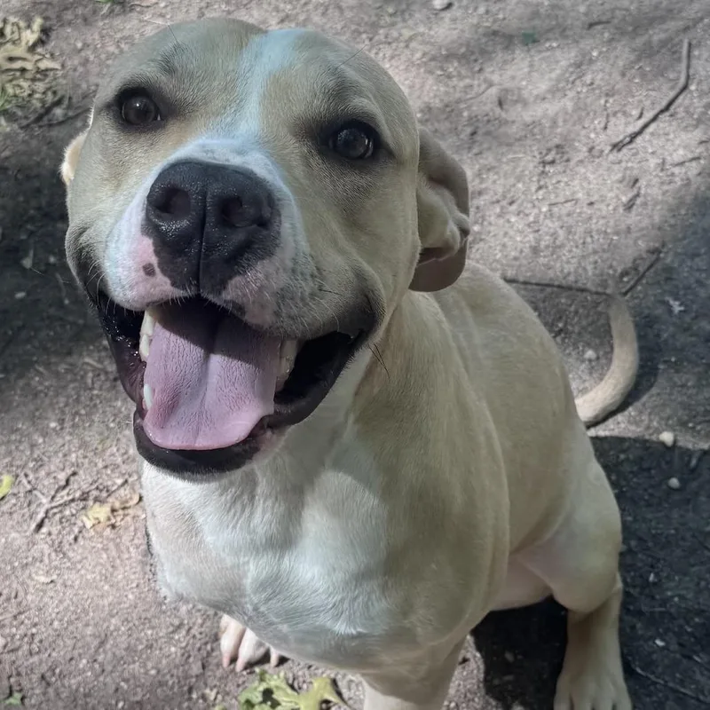 An adult large-sized male Yellow / Tan / Blond / Fawn American Staffordshire Terrier dog named Mookie for adoption in Calverton, NY