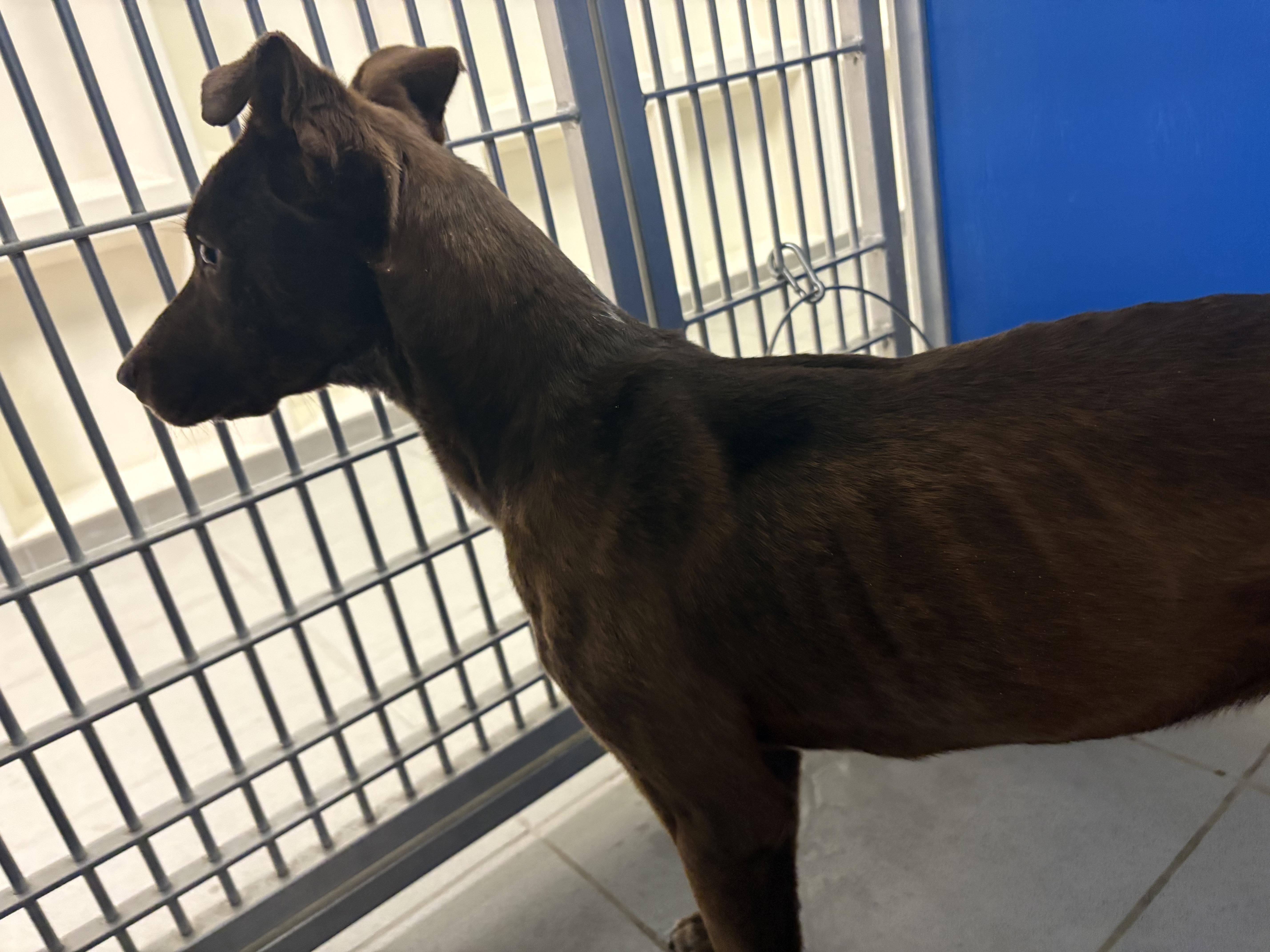 An adult medium-sized male Brown / Chocolate Australian Kelpie dog named Stray Dog for adoption in Hays, KS