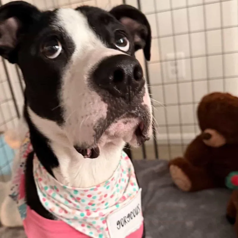 An adult medium-sized female Black Mixed Breed dog named Daisy for adoption in Falls Church, VA
