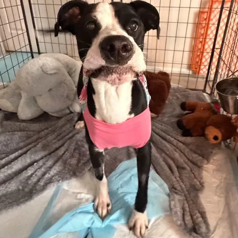 Daisy thumbnail 3