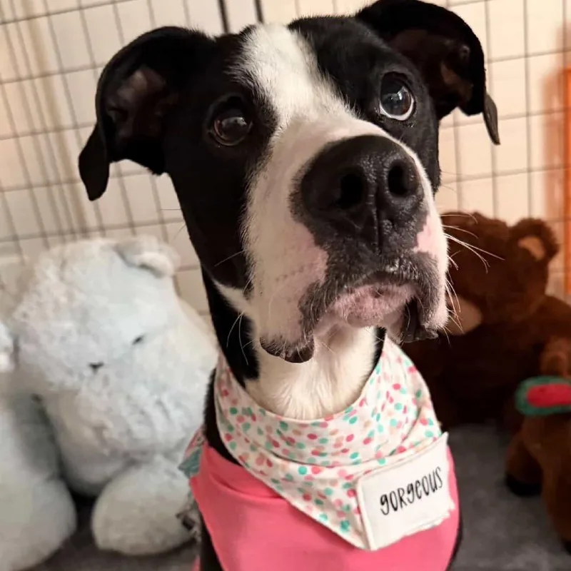 Daisy thumbnail 5