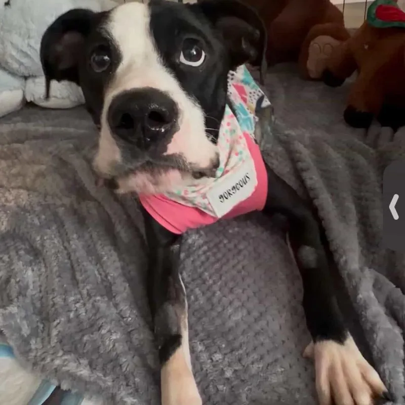 Daisy thumbnail 6