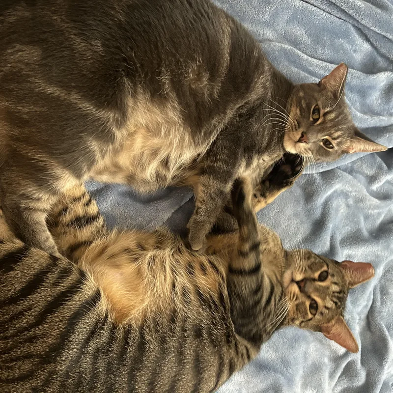 A young large-sized male Tabby (Brown / Chocolate) Domestic Short Hair cat named Sundae and Brownie for adoption in Santa Ana, CA