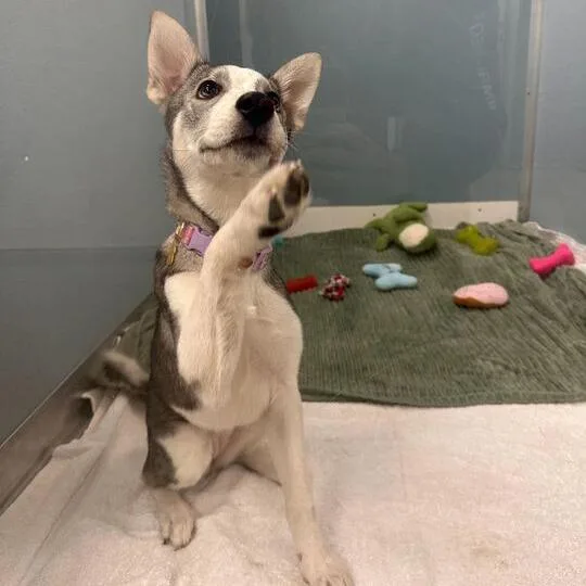 A baby small-sized female Gray / Blue / Silver Husky dog named Bella for adoption in Newark, DE