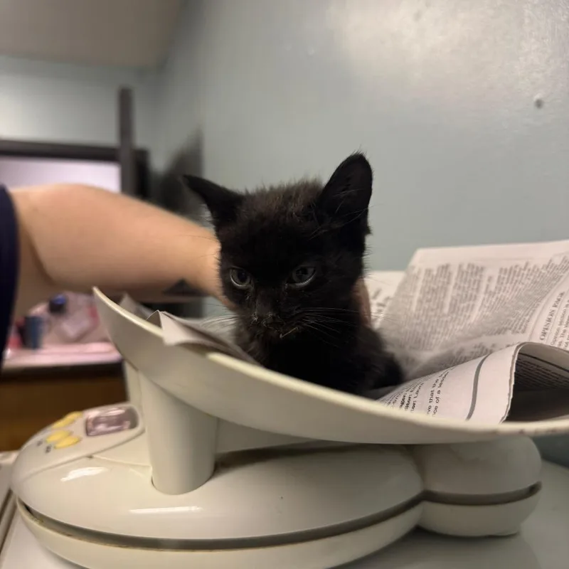 A baby small-sized male Domestic Short Hair cat named Percini for adoption in Columbia, MO
