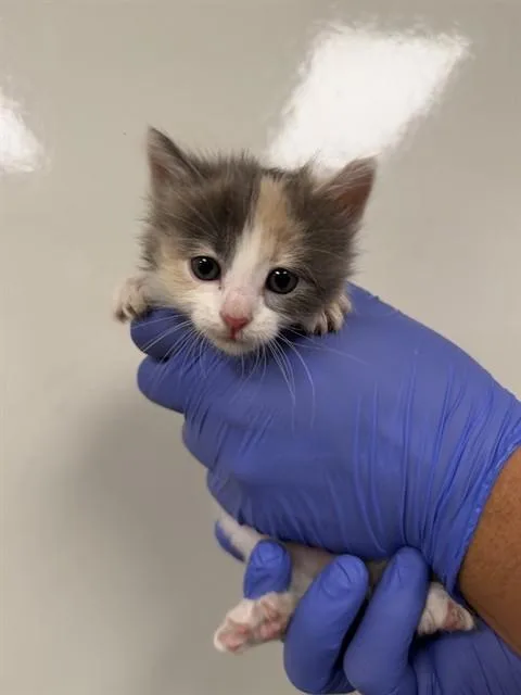 A baby small-sized female Domestic Short Hair cat named Penelope for adoption in Ontario, CA