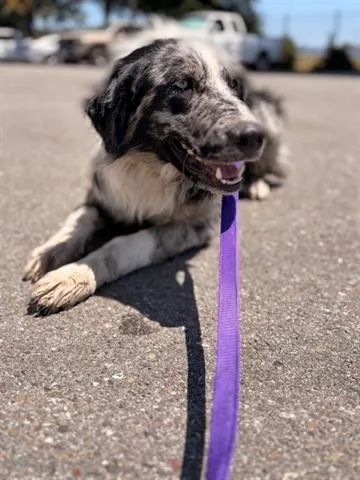 A young medium-sized male Australian Shepherd dog named Dax for adoption in San Martin, CA