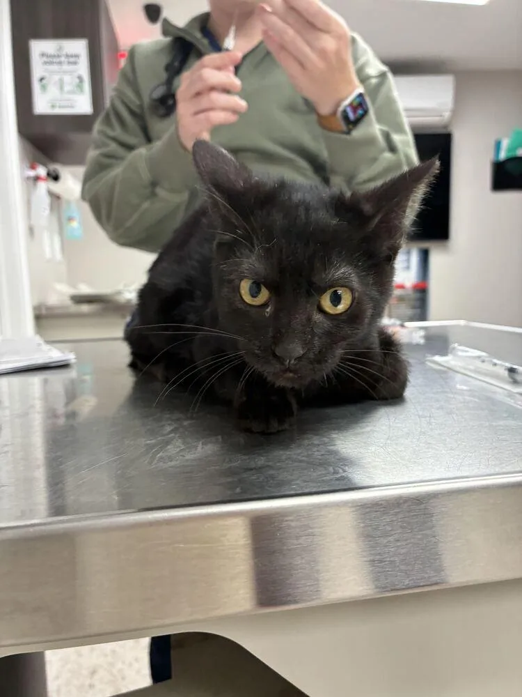 A baby small-sized female Domestic Short Hair cat named Black Bird for adoption in Marietta, GA