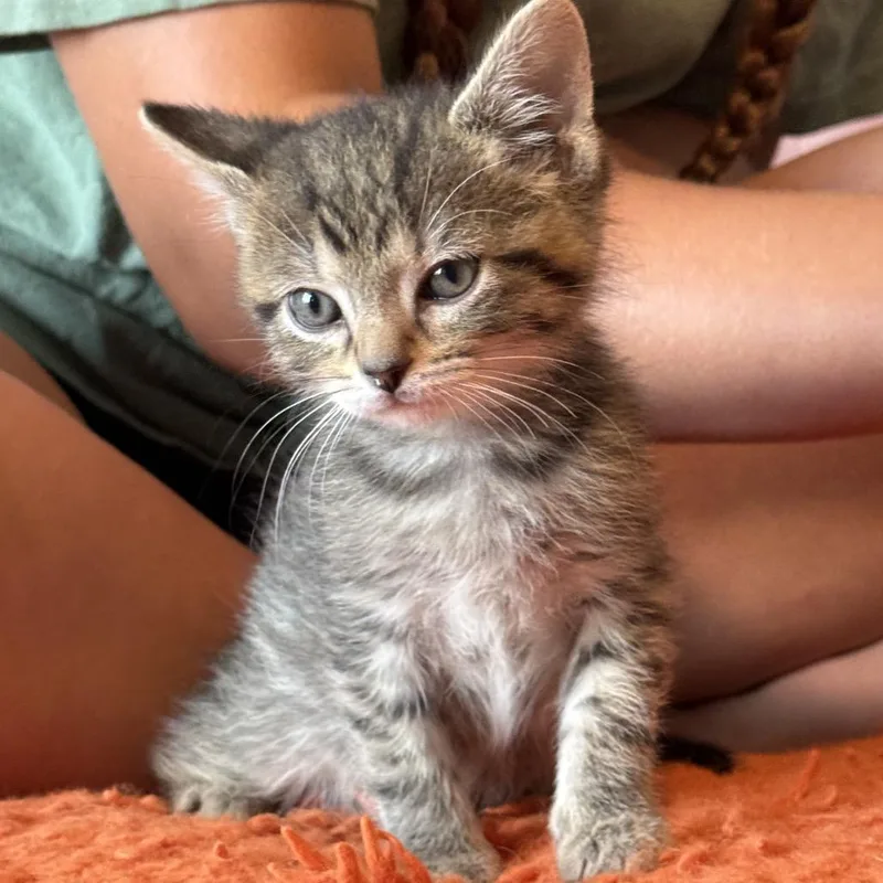 A baby small-sized male Brown / Chocolate Domestic Short Hair cat named Clifford for adoption in North Canton, OH