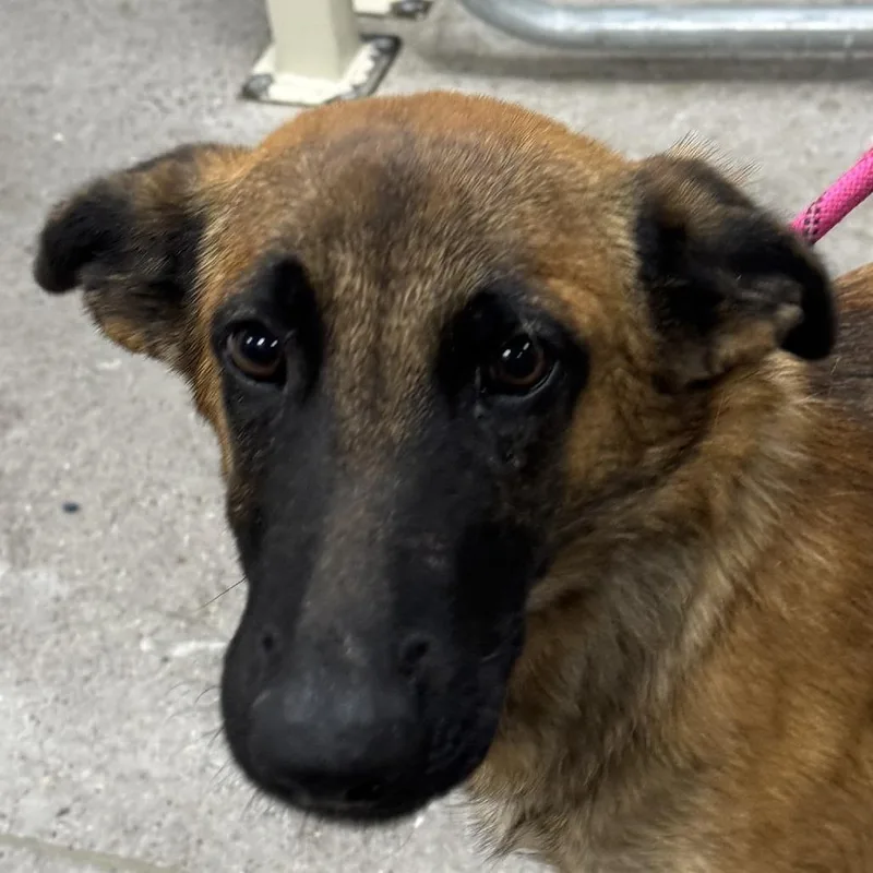 A baby medium-sized female Yellow / Tan / Blond / Fawn Mixed Breed dog named Jennie for adoption in Las Cruces, NM