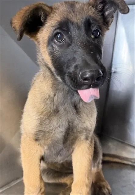 A baby small-sized female Belgian Shepherd / Malinois dog named Juliette for adoption in San Bernardino, CA