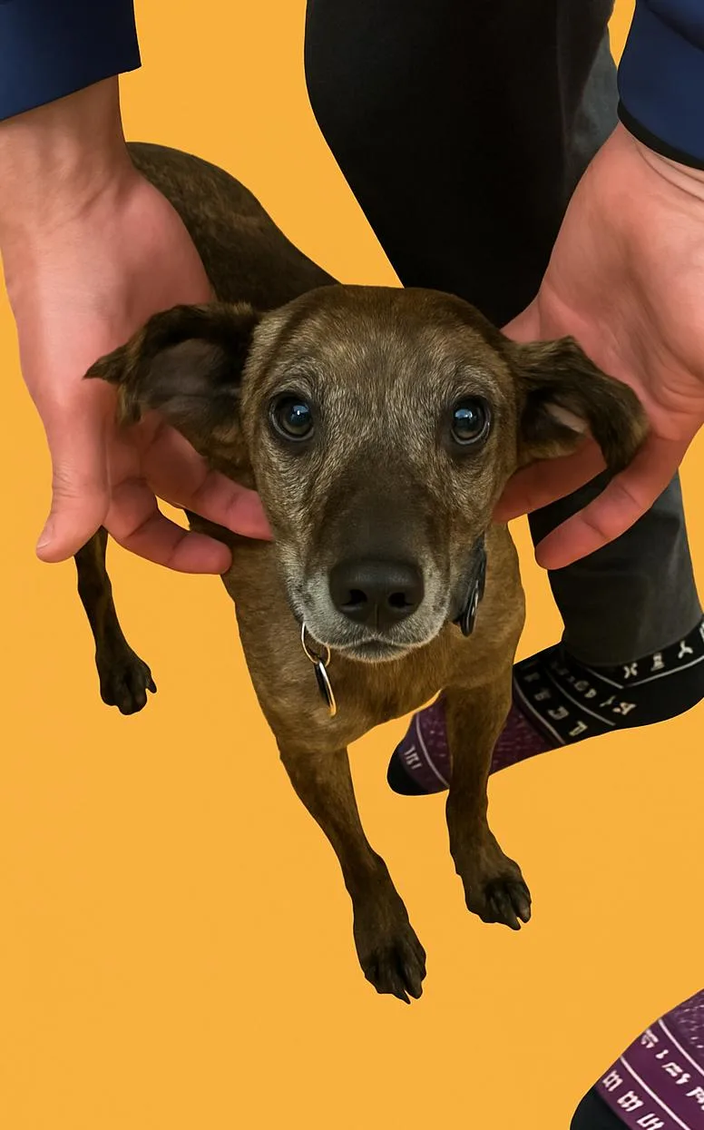 An adult medium-sized male Terrier dog named Scout for adoption in Arlington, VA