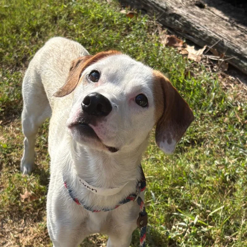 A young medium-sized female Terrier dog named Loretta Lynn for adoption in Birmingham, AL