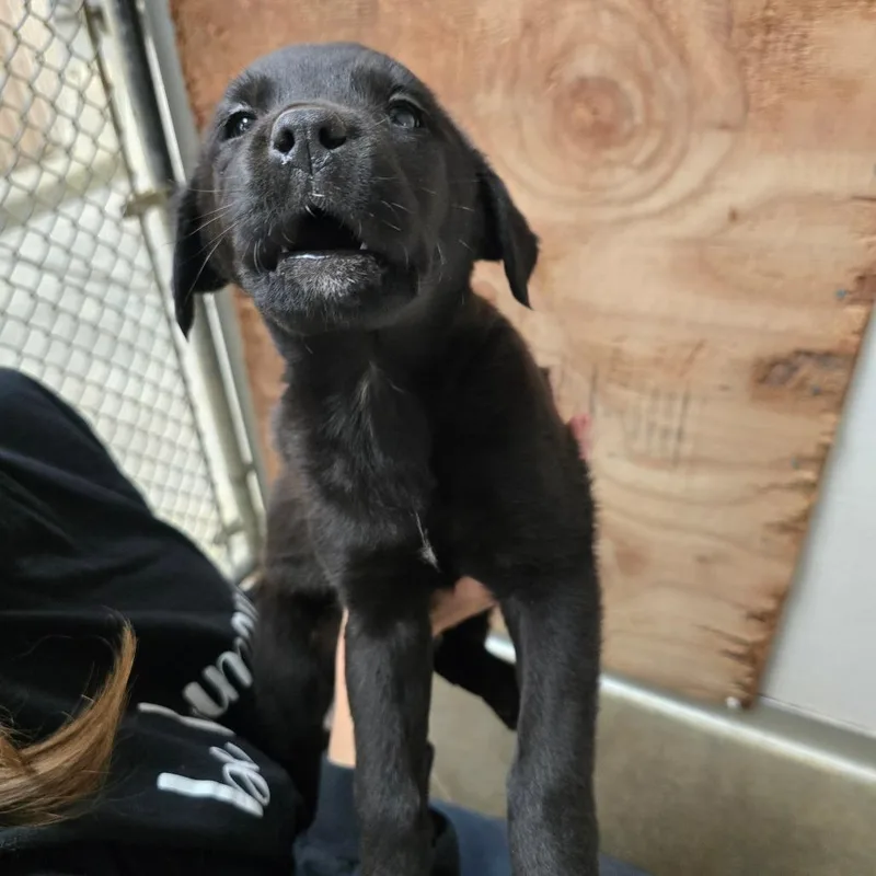 A baby medium-sized male Black Mixed Breed dog named Cole for adoption in Fort Bragg, CA