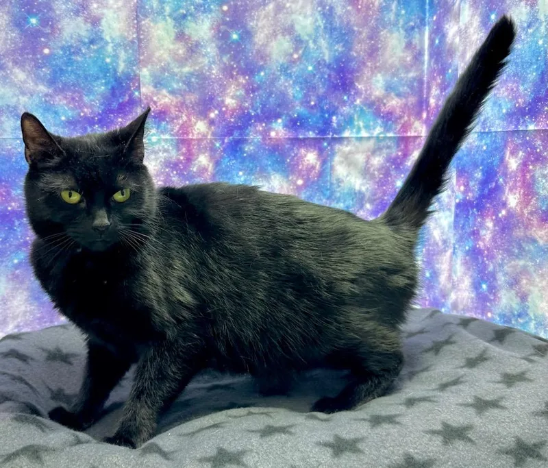 A young large-sized female Domestic Short Hair cat named Chardonnay for adoption in Washington Court House, OH