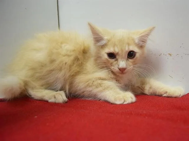 A baby small-sized male Domestic Medium Hair cat named Lubbock for adoption in Sacramento, CA