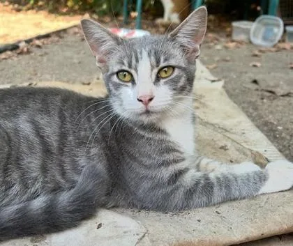 An adult medium-sized female Domestic Short Hair cat named Mouse for adoption in Memphis, TN