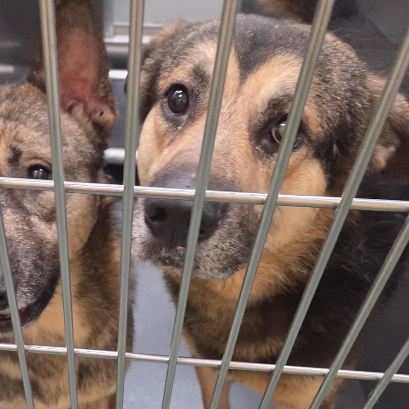 An adult large-sized male Yellow / Tan / Blond / Fawn Mixed Breed dog named Grado for adoption in Memphis, TN