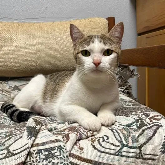 A young medium-sized female White Domestic Short Hair cat named Bundt Cake for adoption in Fargo, ND