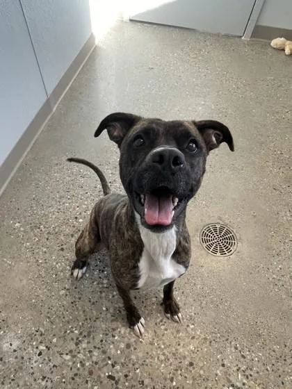 An adult medium-sized female Mixed Breed dog named Elisa for adoption in Lafayette, IN