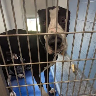 An adult large-sized male Black Mixed Breed dog named Dunder for adoption in Jeffersonville, IN