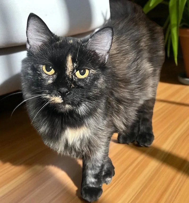 An adult medium-sized female Domestic Long Hair cat named Mom of for adoption in Cromwell, KY