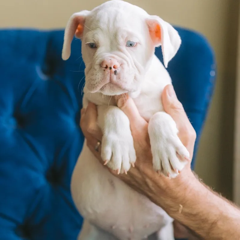 A baby medium-sized female Beagle dog named Yolanda for adoption in Zionsville, IN