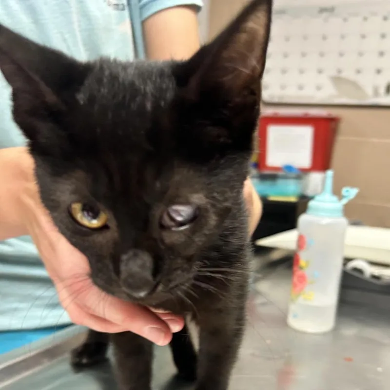 A baby small-sized female Black Domestic Short Hair cat named Cheesy Gordita Crunch for adoption in Newport, NC
