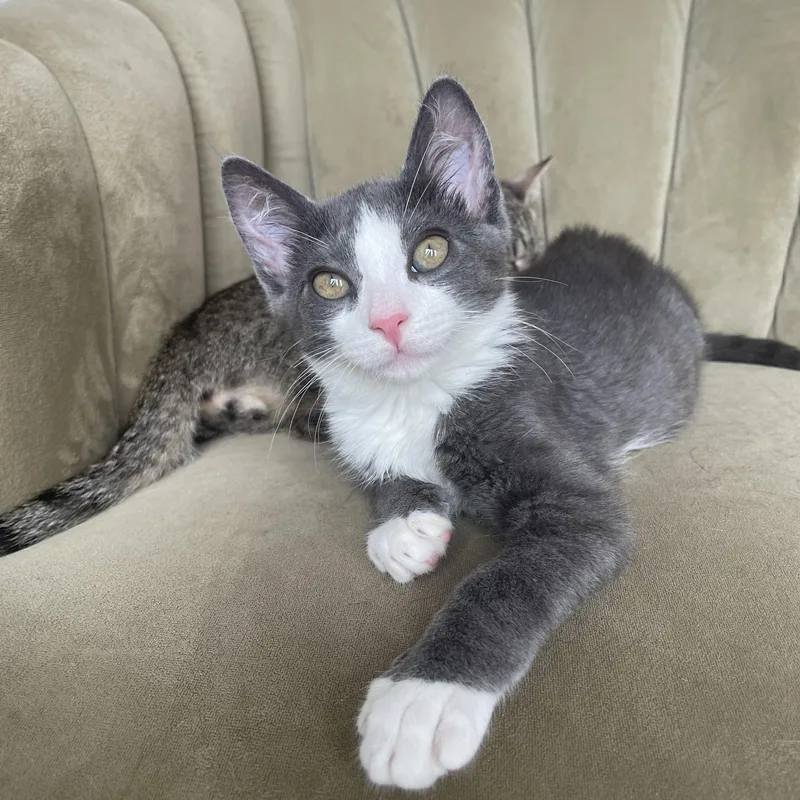 A baby small-sized male Domestic Short Hair cat named Beamer for adoption in Brooklyn, NY