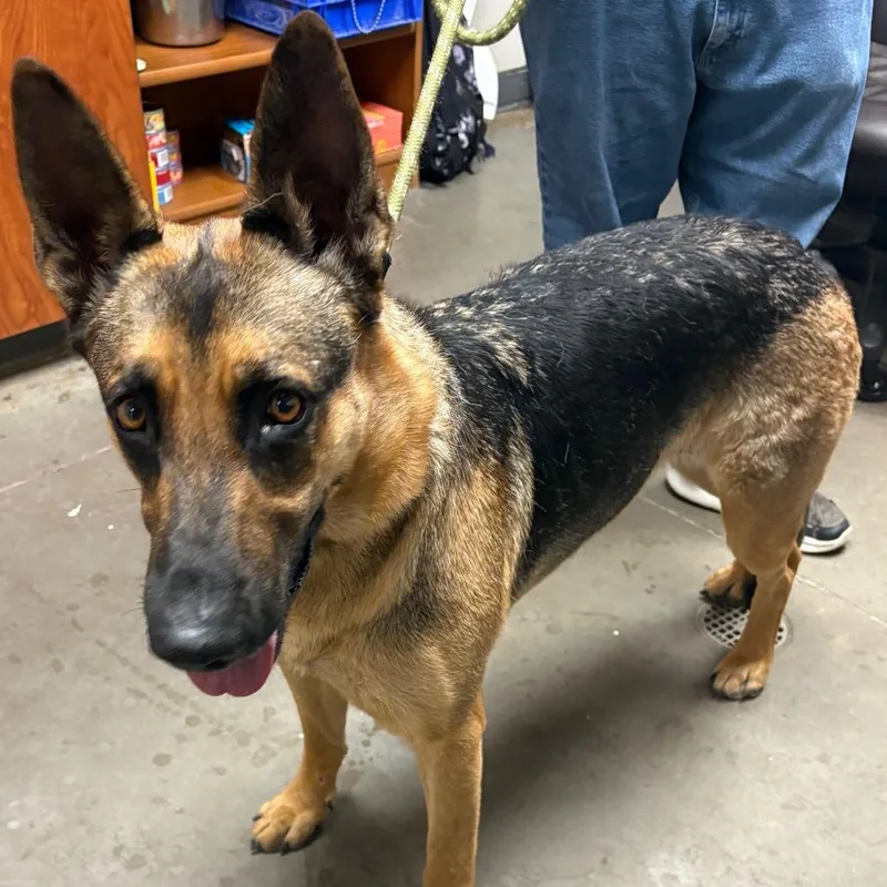 An adult large-sized female German Shepherd Dog dog named Athena for adoption in Yuma, AZ