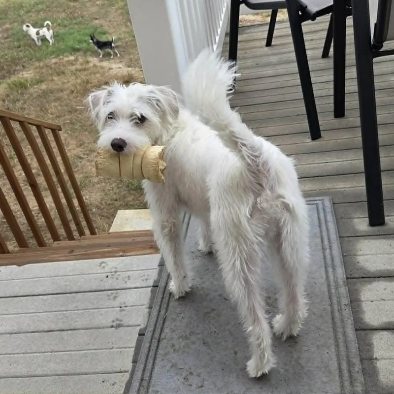 A baby small-sized male White / Cream Terrier dog named Finn for adoption in Loveland, CO
