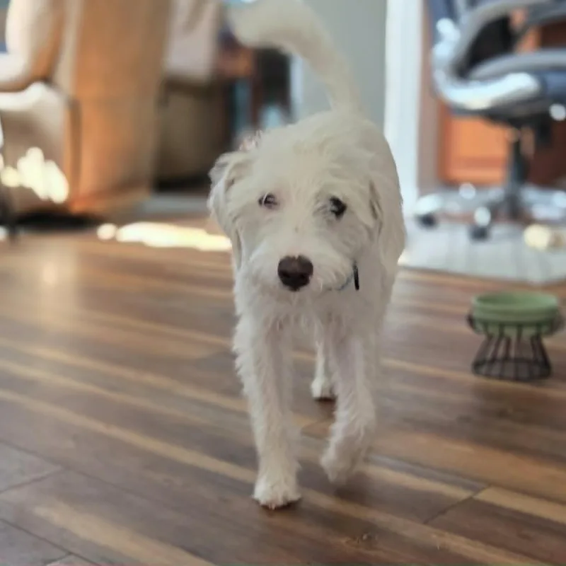 Finn thumbnail 4