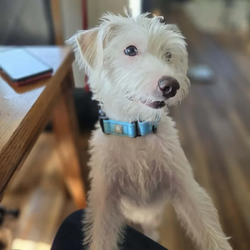 Finn thumbnail 5