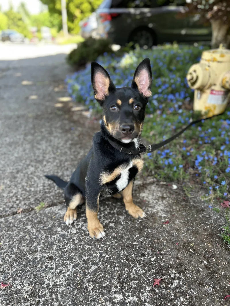Mia
