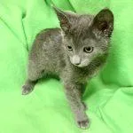 A baby medium-sized female Gray / Blue / Silver Domestic Short Hair cat named Poplar for adoption in Green Valley, AZ