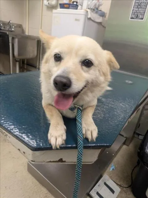 A young small-sized female Cardigan Welsh Corgi dog named Nia for adoption in Mobile, AL
