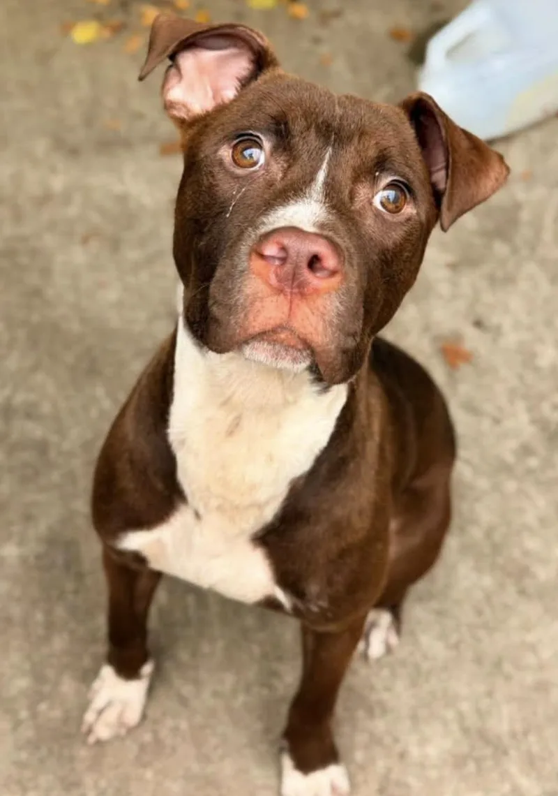 An adult medium-sized male Brown / Chocolate Pit Bull Terrier dog named Lil Sweet for adoption in Chicago, IL